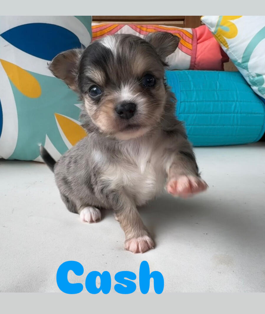 Cash